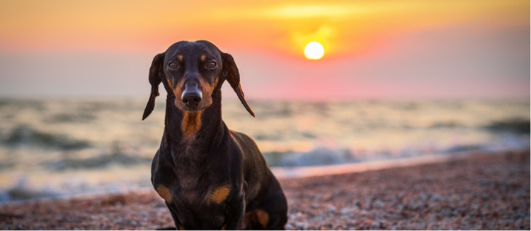 A Dachshund poses for a portrait on the beach.