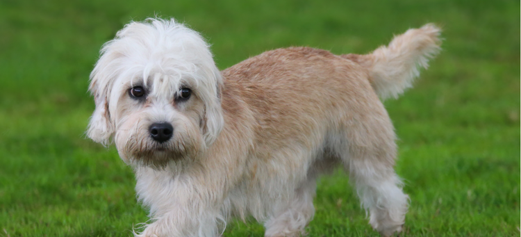 An adorable white and brown Dandie Dinmont Terrier.
