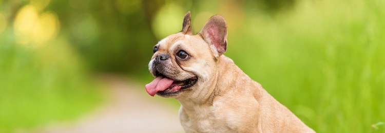 A French bulldog photographed in side profile.