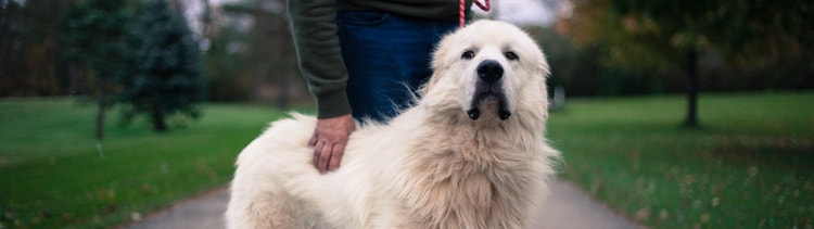 A Great Pyrenees with their owner.
