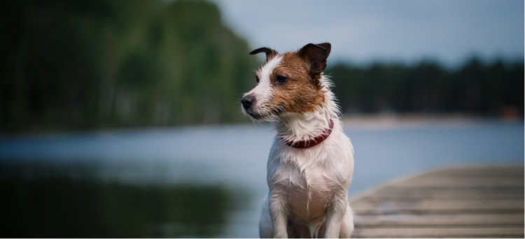 A Jack Russell Terrier sitting on a dock by the water.