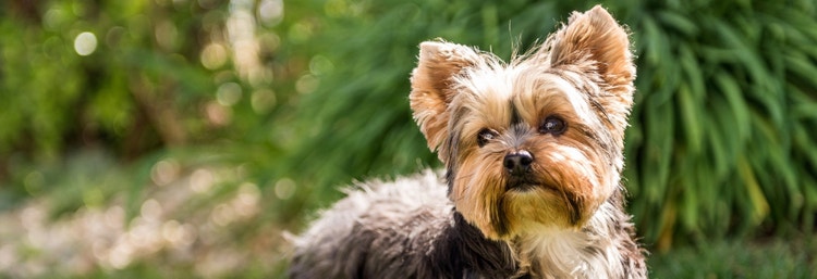 A portrait of a Yorkshire Terrier.