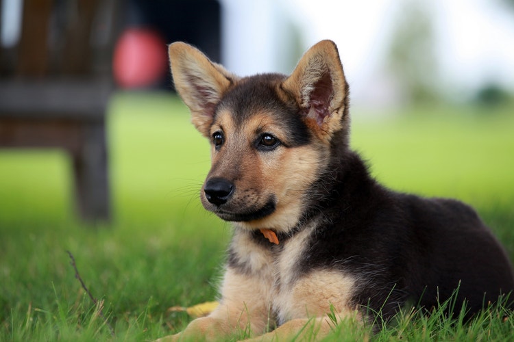 A German Shepherd puppy.