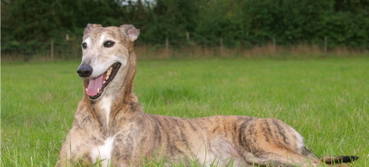 A Greyhound rests in the grass.