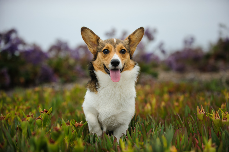 Pembroke Welsh Corgi