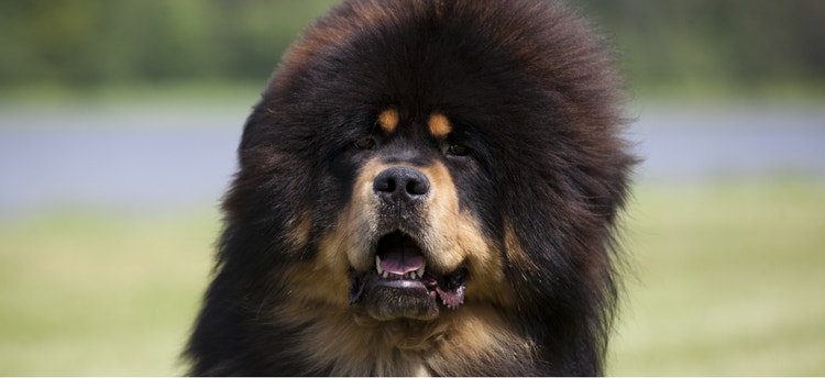 A fluffy Tibetan Mastiff.