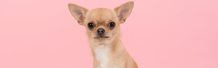 Chihuahua sitting before a pink background