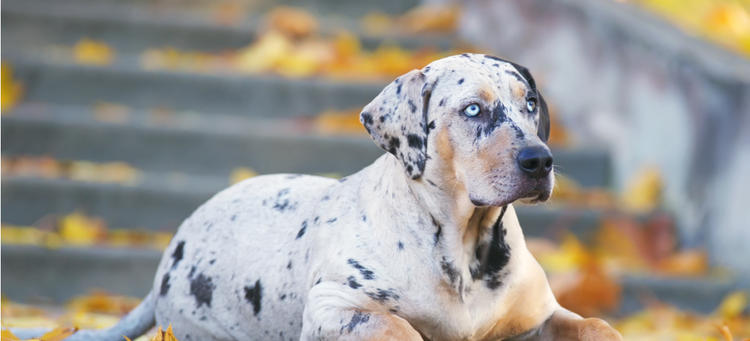Cattle hula hot sale leopard dog
