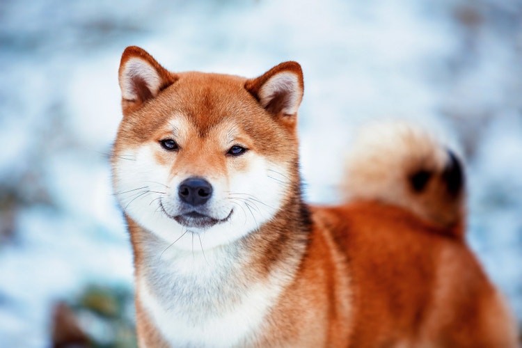 White and red Shiba Inu in a snowy setting.