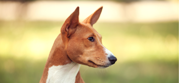 A side profile of a Basenji.
