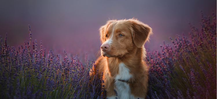 Nova Scotia Duck Tolling Retriever stands in a field of lavender.