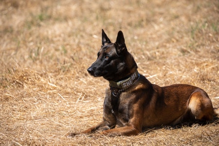 Belgian Malinois: Notable Traits and Tail Characteristics