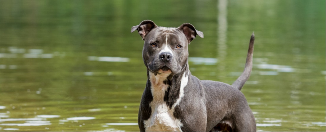 American staffordshire shop terrier dogs 101
