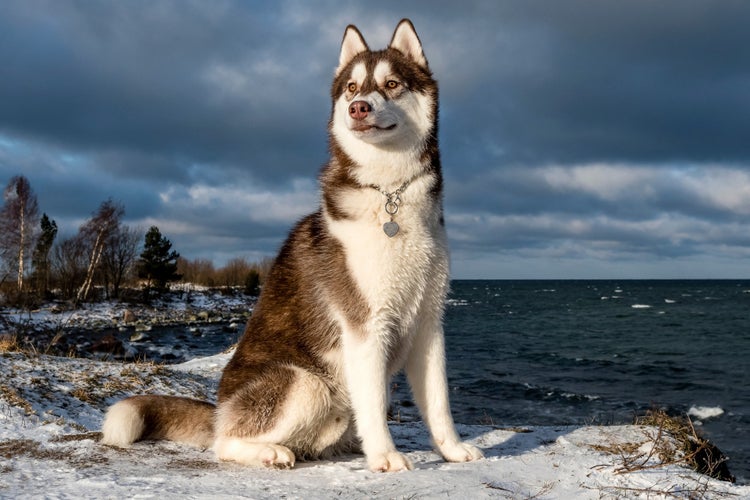 Bandiera In Tela Da Esterno Caroline Treasures 'Notte Stellata' Con Siberian Husky – 28x40 Pollici, Decorazione Per Casa, Made In USA