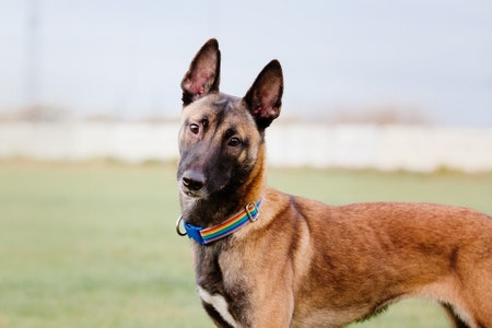 Belgian Malinois: Notable Traits and Tail Characteristics