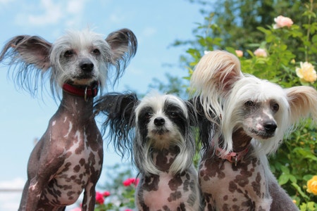 Chinese Crested PetPlace