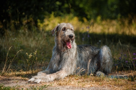 Irish wolfhound best sale 101
