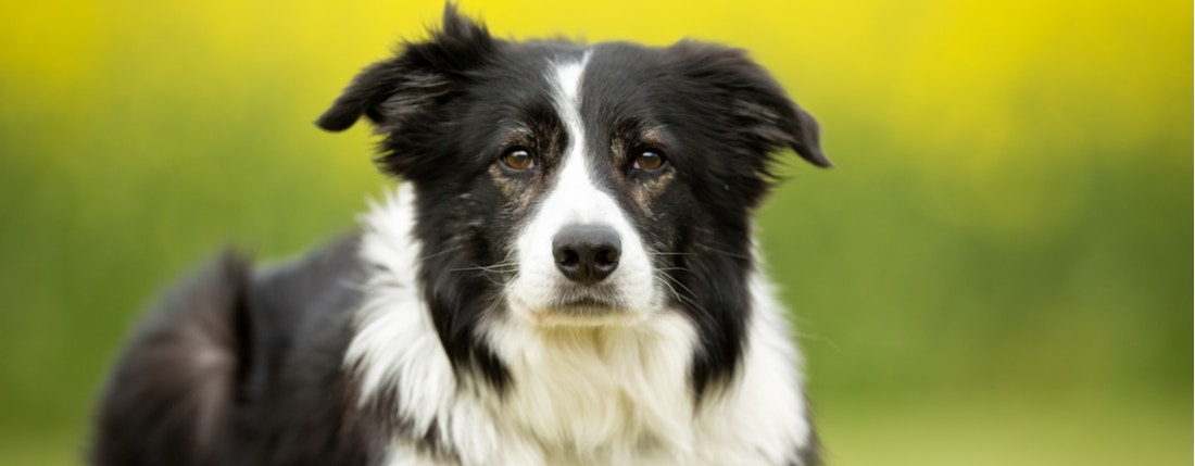 Border Collie Dog Breed Information and Pictures