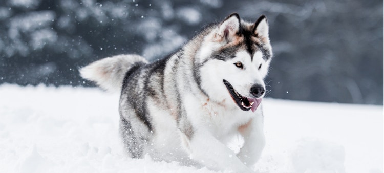 An Alaskan Malamute runs in the snow.