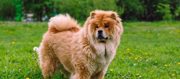 A fluffy Chow Chow poses on grass.