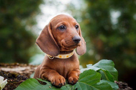 Kennel club dachshund best sale puppies
