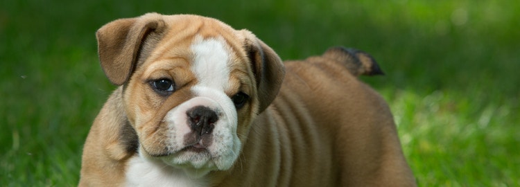 English bulldog puppy in grass.