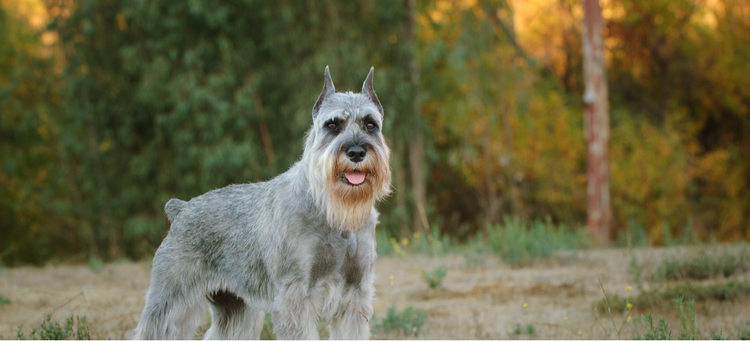 A salt and pepper Standard Schnauzer.