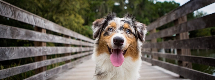 Black, white, and brown Australian Shepherd on a foot bridge.