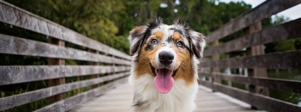 Australian Shepherd Dog Breed Information