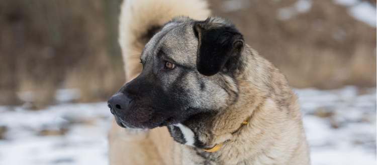 An Anatolian Shepherd in the snow.