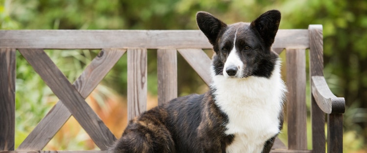 A Cardigan Welsh Corgi poses for a photo.
