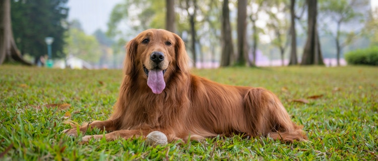 A Golden Retriever relaxing in the park.