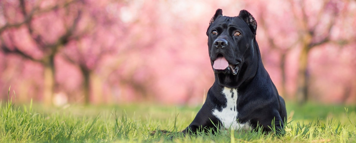 Cane Corso: Traits, Care, and Information