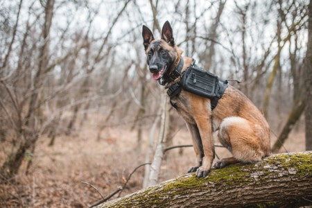 Belgian Malinois: Notable Traits and Tail Characteristics