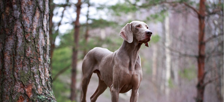 breed