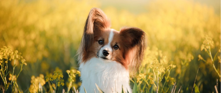 An adorable Papillon dog sits in a spring meadow.