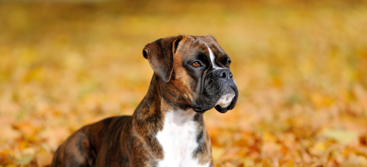 A Boxer dog sitting in the leaves. Learn more about its history, look, and personality.