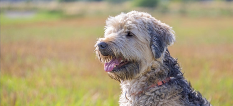 A smiling Soft-Coated Wheaten Terrier.