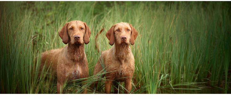 Two Vizsla dogs standing in the water and high grass.