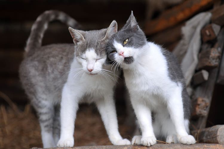 sexual aggression in cats