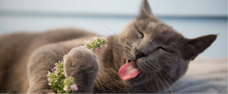 Is catnip safe for your cat?