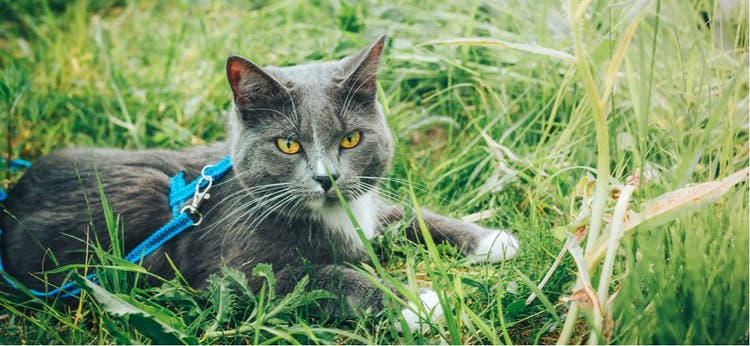 A cat on a leash rests in the tall grass.