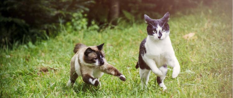 We discuss the different types of feline play.