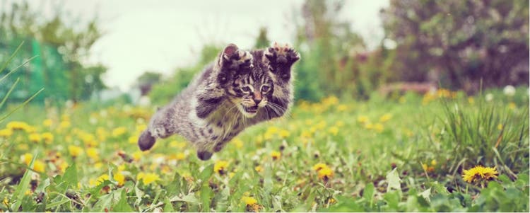 A frisky kitty jumps into the air.