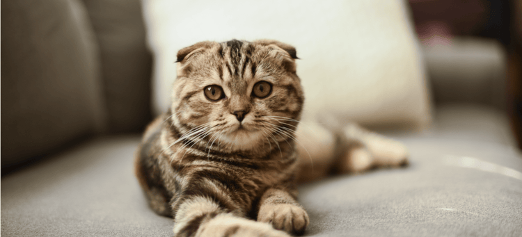 A small Scottish Fold cat lounging on the couch.
