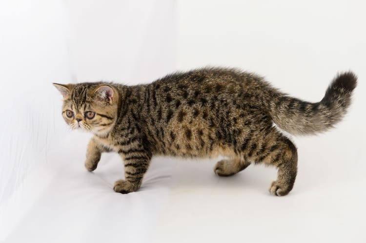 exotic cat breeds
