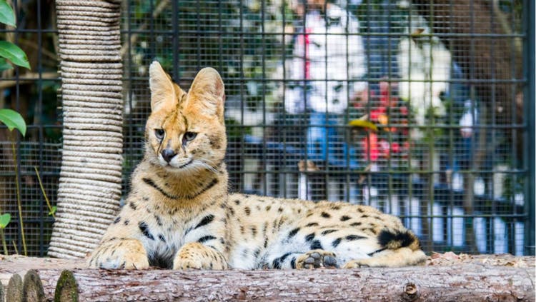 Exotic Serval Cat