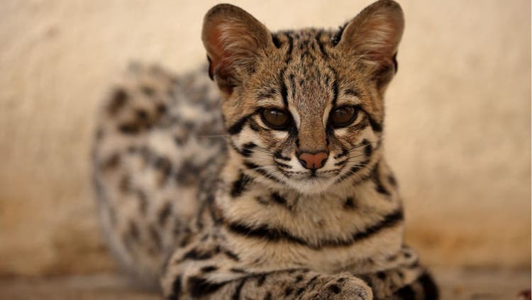 An ocelot poses for a photograph.