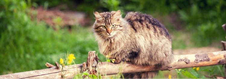 A domestic long-haired cat perched on a fence