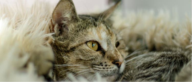 A domestic shorthair cat looks to the right